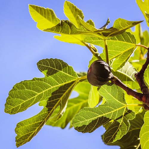 recette de Fiadone en feuilles de figuier