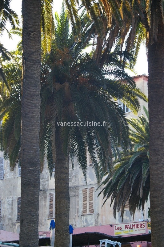 Photo de palmiers en Corse