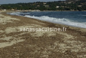 36346960 how is the life on the Côte d'Azur ? Mimosas et St Tropez