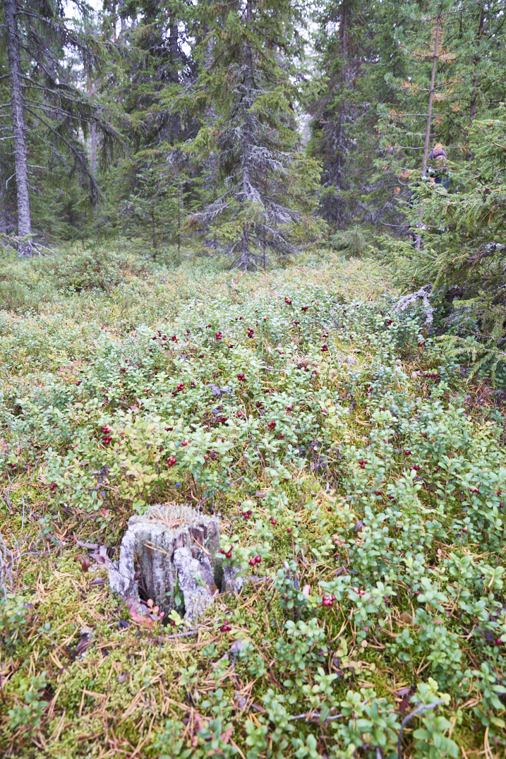 tapis d'airelles sur une île à Lulea en Suède