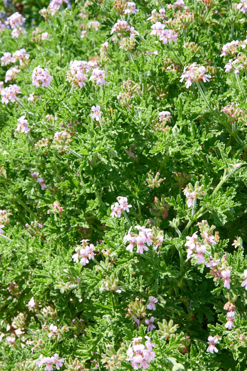 géranium rosat cv bourbon Sablés fleuris